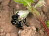 Lasioglossum marginellum - Weibchen an Fallopia convolvulus