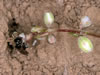 Lasioglossum marginellum - Weibchen an Fallopia convolvulus