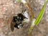 Lasioglossum marginellum - Weibchen an Fallopia convolvulus