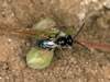 Lasioglossum marginellum - Männchen an Fallopia convolvulus