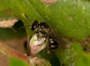 Lasioglossum marginellum - Weibchen an Fallopia convolvulus