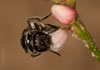 Lasioglossum marginellum - Weibchen an Polygonum persicaria