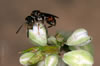 Nomada sheppardana - Weibchen an Fallopia convolvulus