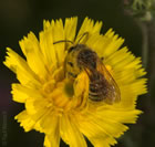 Halictus scabiosae - Weibchen