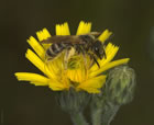 Halictus scabiosae - Weibchen