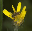 Halictus tumulorum - Weibchen