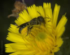 Osmia truncorum - Weibchen