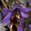 andrena_curvungula_10A_2184_fs