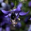 bombus_soroeensis_10_1913_fs