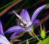 lasioglossum_nitidulum_10A_2213_fs