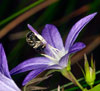 lasioglossum_nitidulum_10A_2215_fs