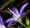 lasioglossum_nitidulum_10A_2216_fs