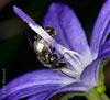 lasioglossum_nitidulum_10A_2217_fs