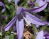 lasioglossum_pauxillum_10_1928_fs