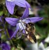 megachile_willughbiella_10_1909_fs
