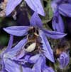 megachile_willughbiella_10_1904_fs