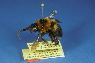 anthophora_purpuraria_f1_fs