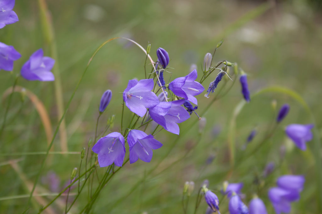 Campanula rotundifolia