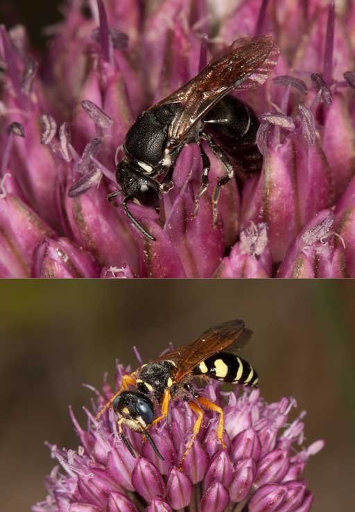 Hylaeus punctulatissimus