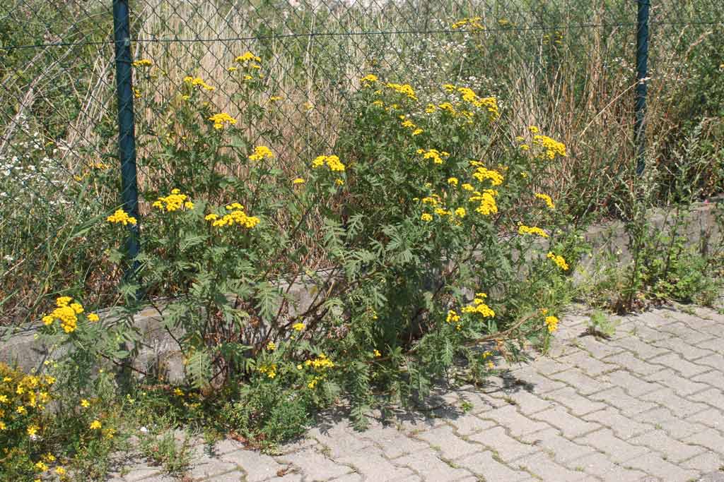 Tanacetum vulgare