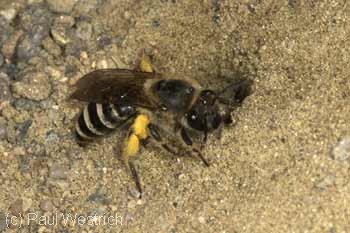 Colletes hedera am Nest