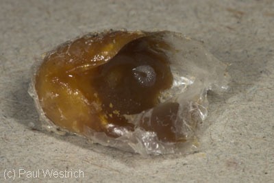 Brutzelle von Colletes hederae