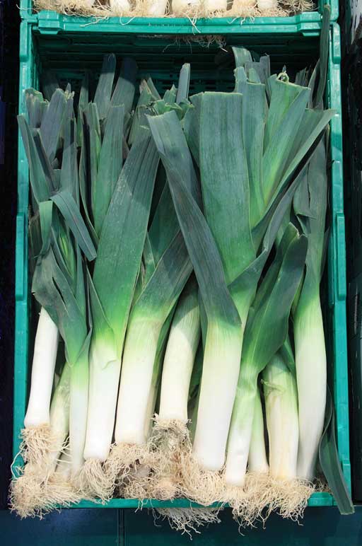 Allium porrum
