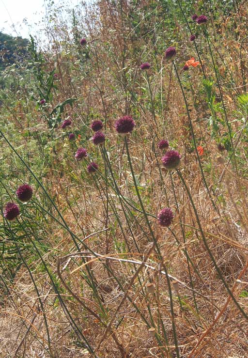 Allium sphaerocephalon