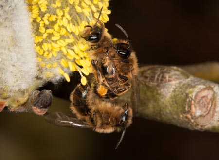 Andrena flavipes Paarung