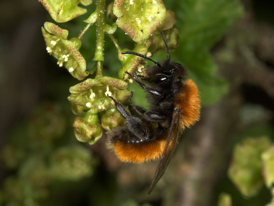 Andrena fulva Weibchen an Johanniesbeere