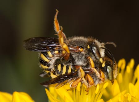 Anthidium oblongatum  Paarung