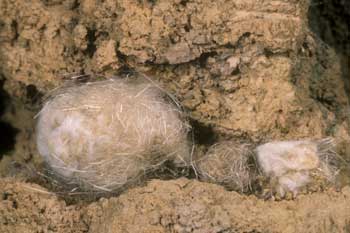 Anthidium punctatum - Nest