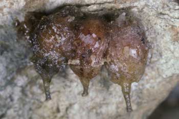 Anthidium strigatum - Zellen
