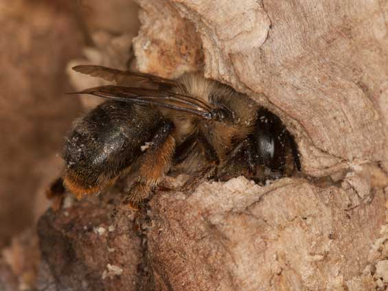 Anthophora furcata Weibchen