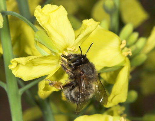 Anthophora plumipes