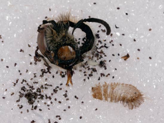 Schaden durch Anthrenus