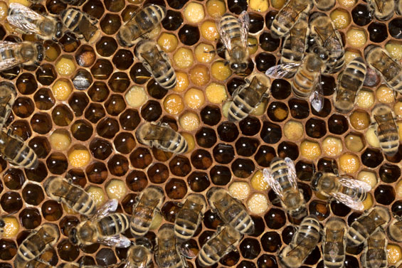Apis mellifera