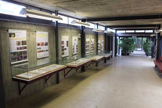 Wildbienensommer 2010