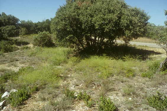 Lebensraum von Colletes sierrensis in der Provence