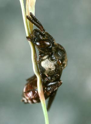 Weibchen von Biastes emarginatus an Grashalm schlafend
