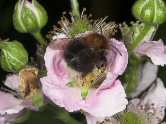 Bombus hypnorum an Brombeere