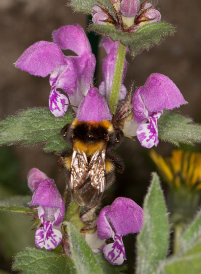 Bombus lapidarius
