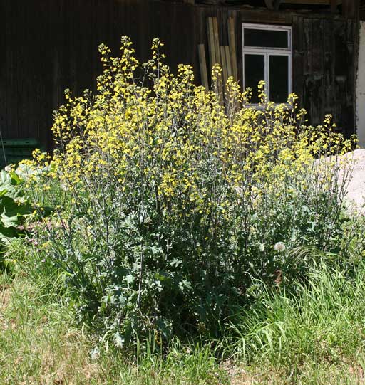 Brassica oleracea