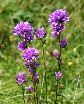 Campanula glomerata