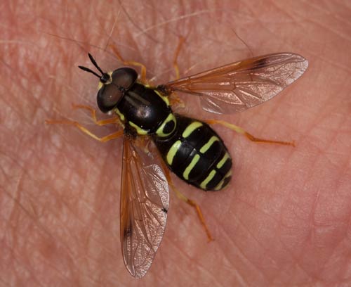 Schwebfliege