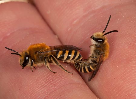 Colletes hederae Paarung