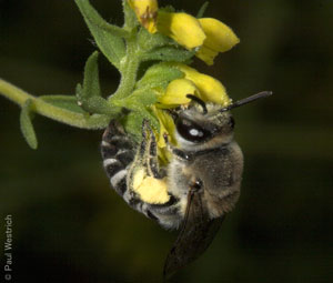 Colletes sierrensis Weibchen pollensammelnd an Odontites viscosus
