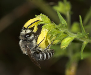 Colletes sierrensis Männchen an Odontites viscosus