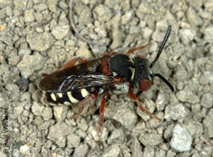 Epeolus cruciger Weibchen