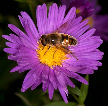 Schwebfliege